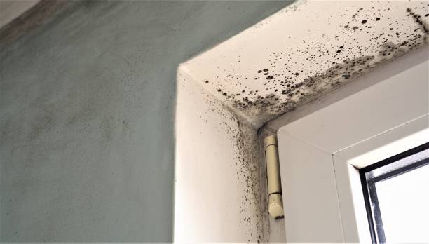 Reliable Foscoe, NC Mold Removal Solutions